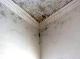 Trusted Rio Vista, CA Mold Removal Experts